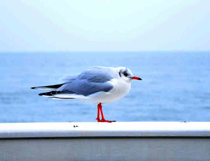 隐私安全无忧的ip攻击器网页版ddos